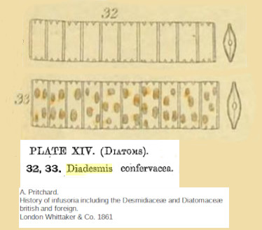 File:Diadesmis confervacea selon A. Pritchard 1861.jpg