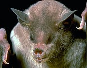 Lesser long-nosed bat Species of bat