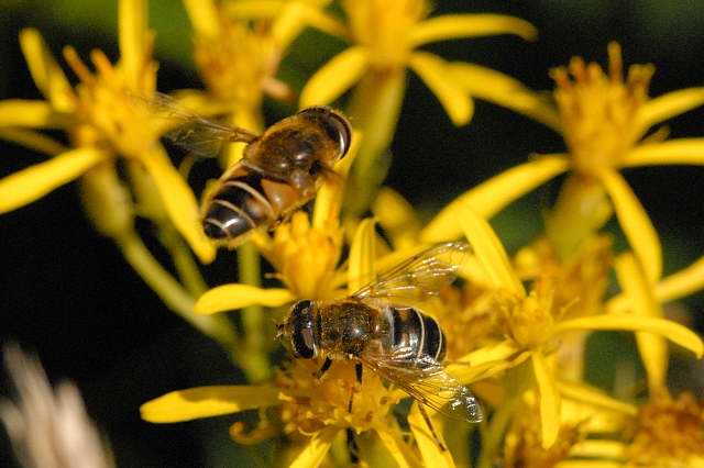 File:Eristalis.interrupta3.-.lindsey.jpg