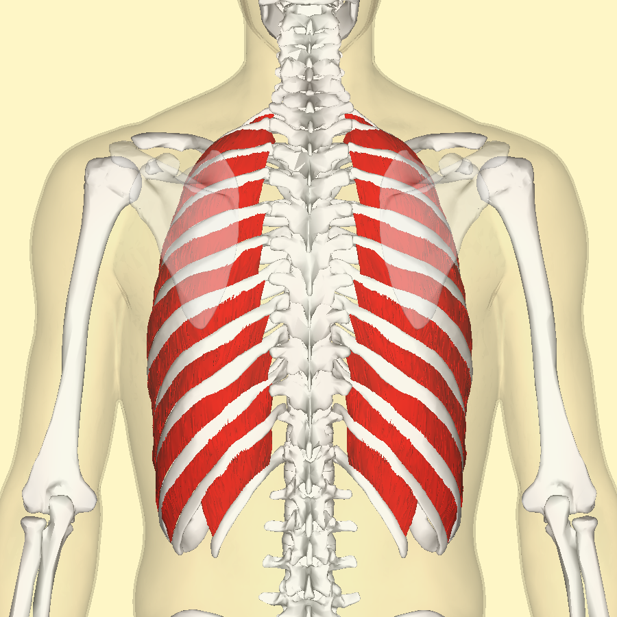 External Intercostal Muscles Wikipedia
