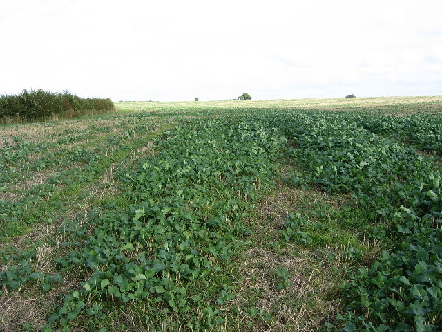 File:Farmland at Redmile - geograph.org.uk - 63407.jpg