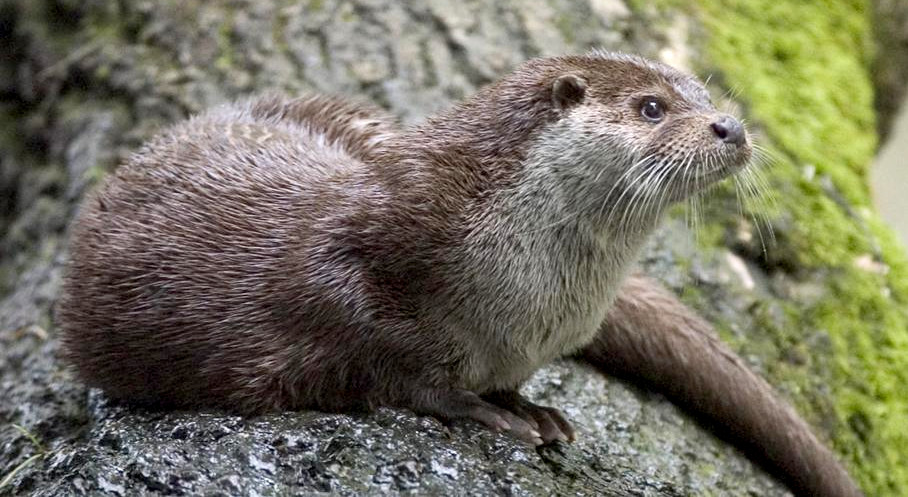 Otter (Wikimedia Commons, Bernard Landgraf)