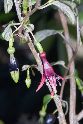 <i>Fuchsia perscandens</i> Species of plant