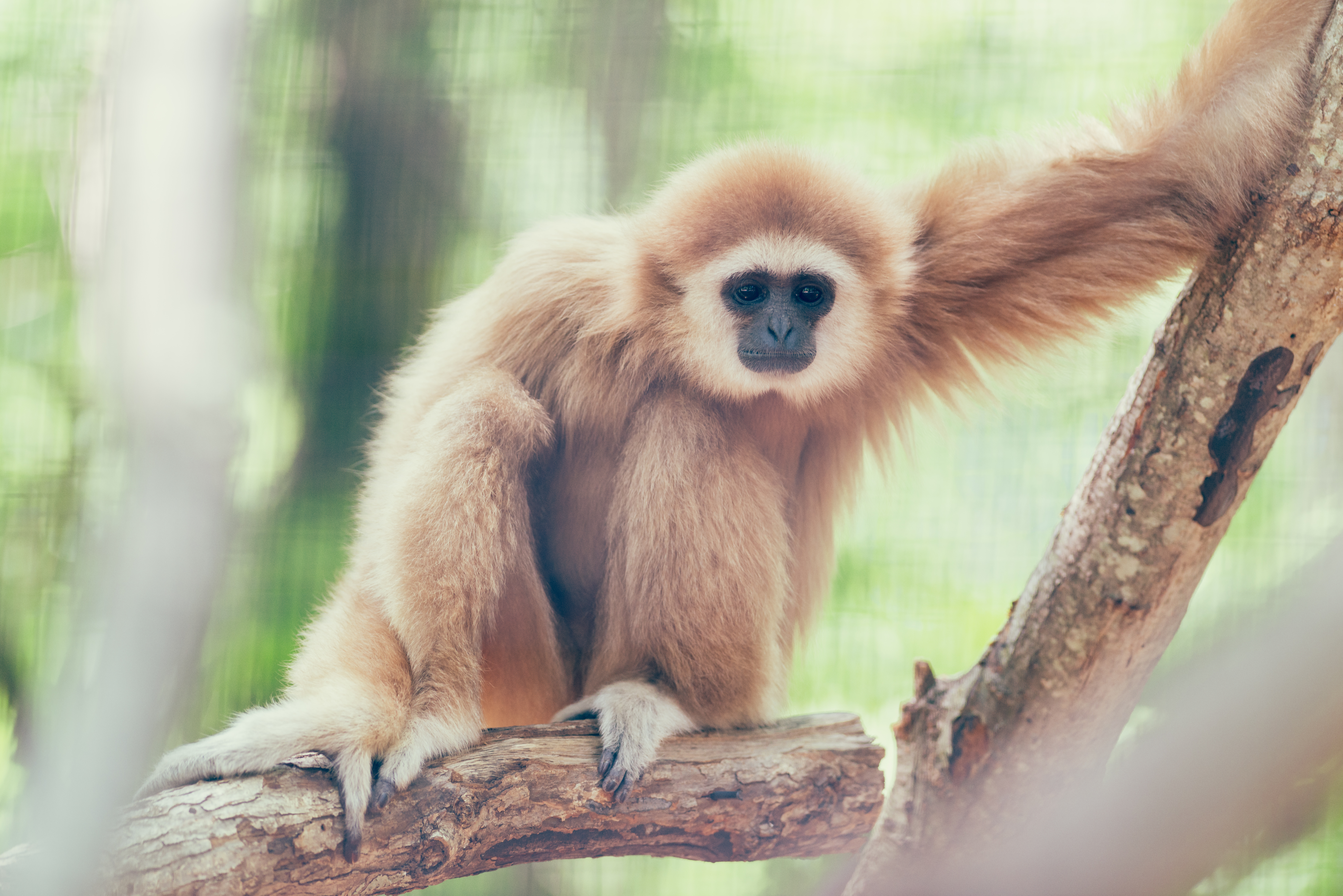 Gibboon Sitting on a Branch (20009090133).jpg