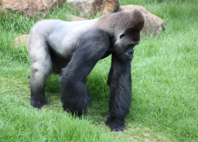 File:Gorilla gorilla 1.jpg