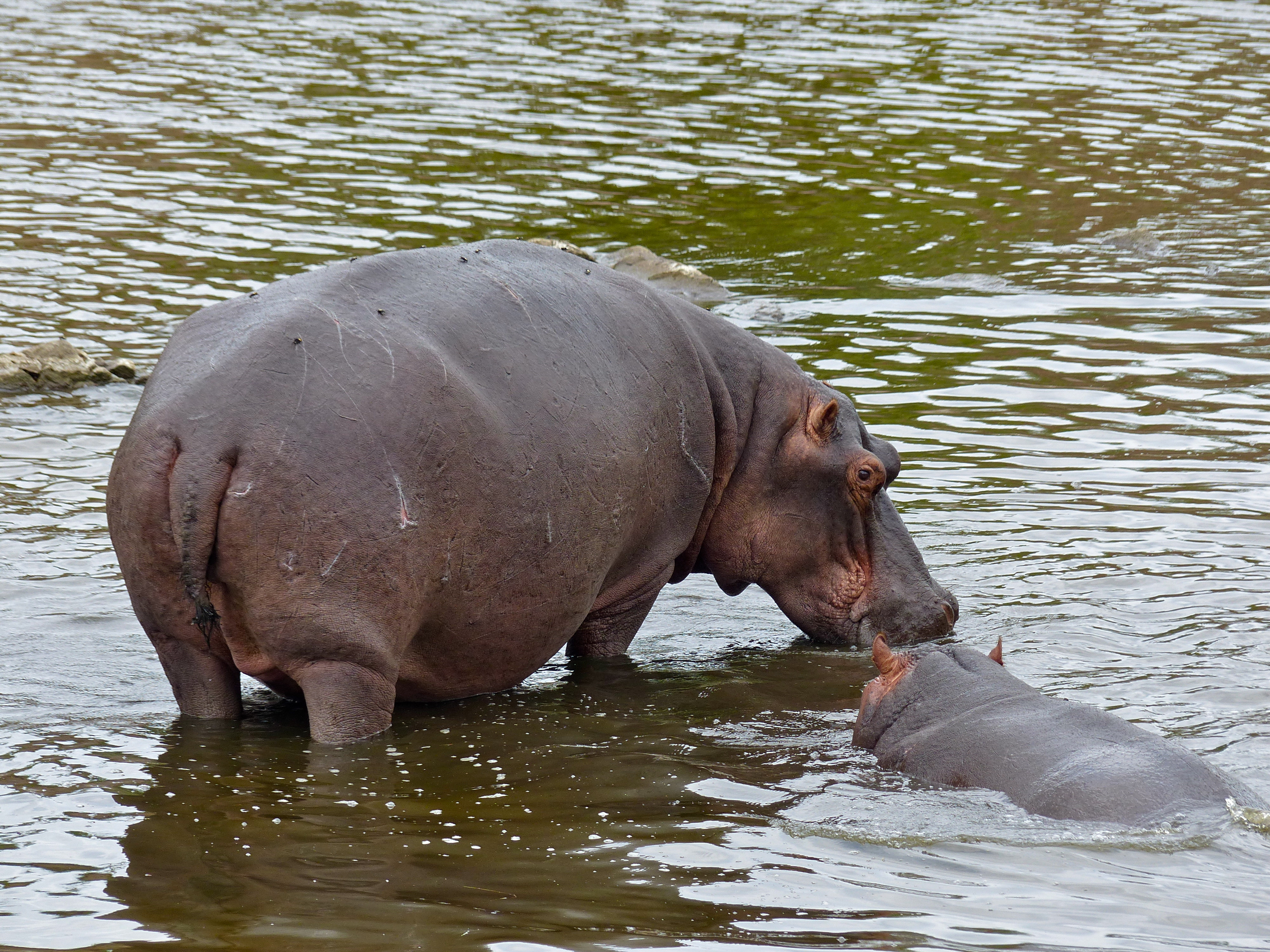 Hippos (Hippopotamus amphibius) (12011266365).jpg