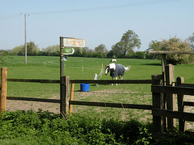 File:Horses by Quy Water - geograph.org.uk - 1262644.jpg