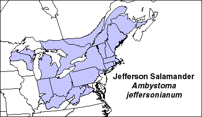 File:Jefferson Salamander range map.png