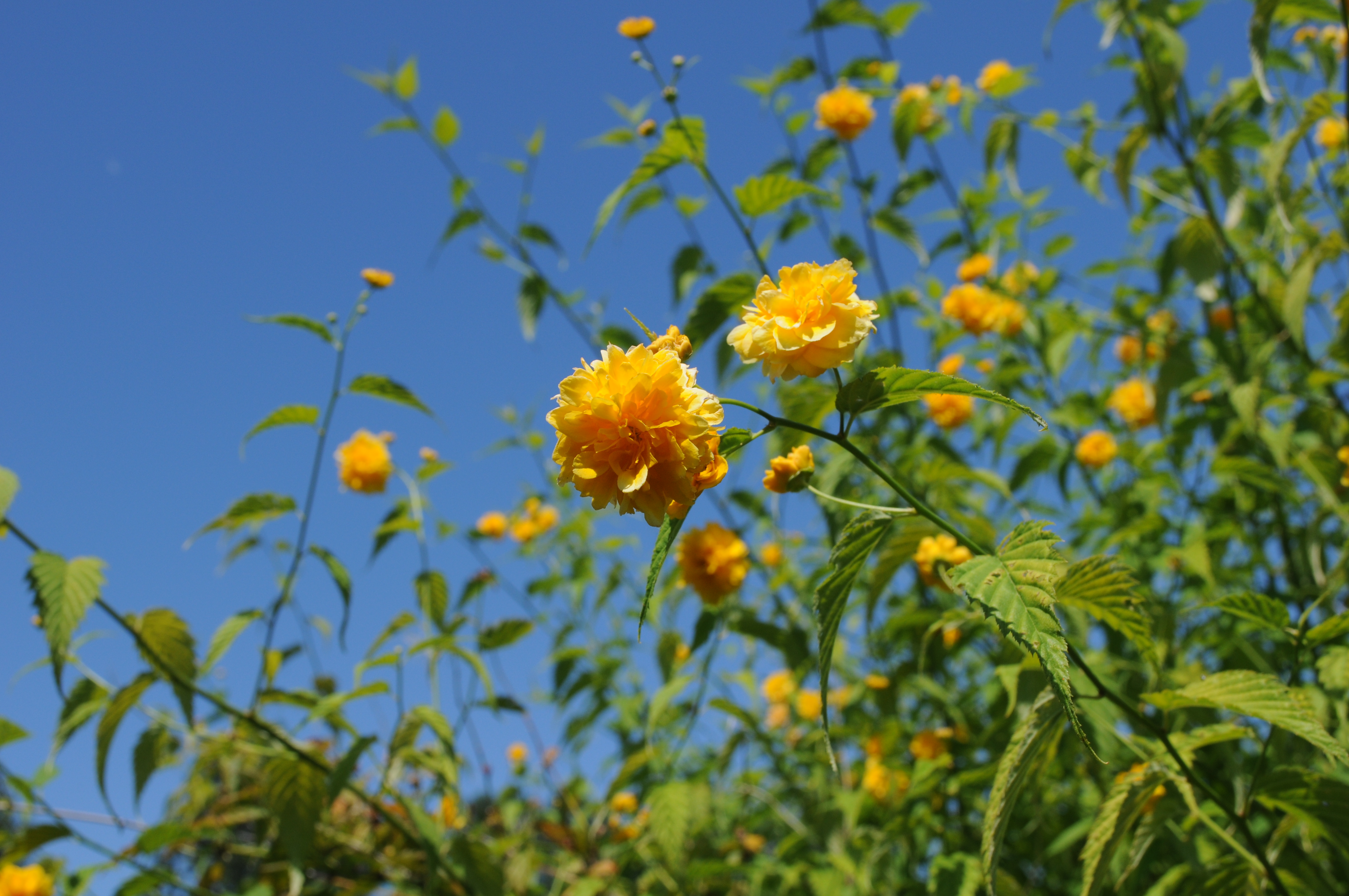 File Kerria Japonica At Hulda Klager Lilac Gardens Jpg Wikimedia