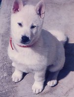 紀州犬 Wikipedia