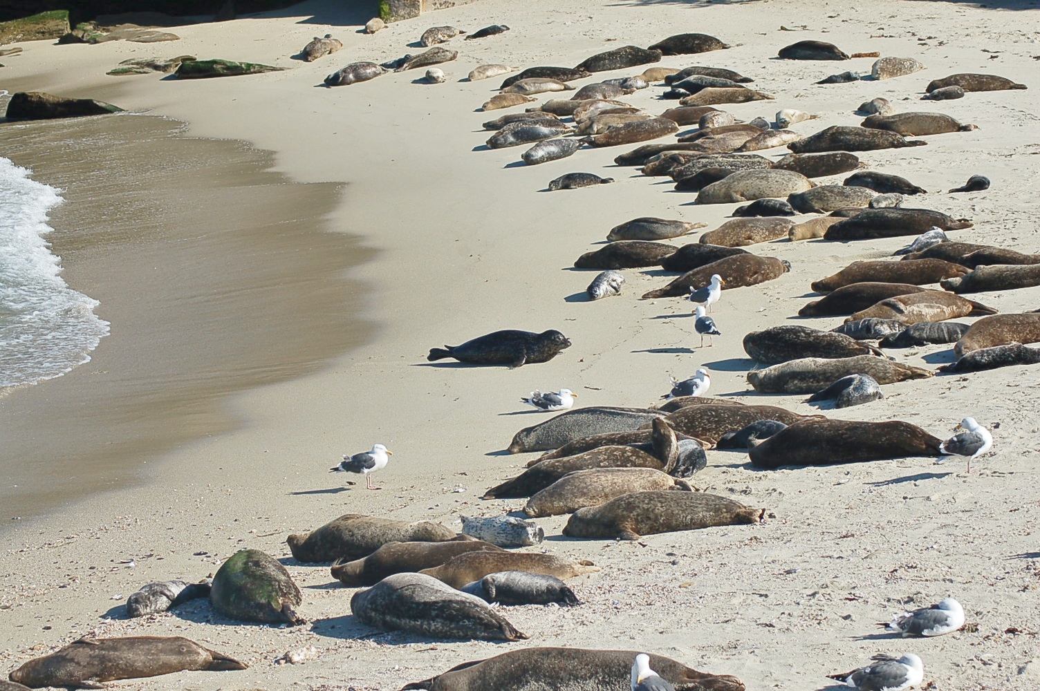 File:Seals at the beach of San Diego.jpg - Wikipedia