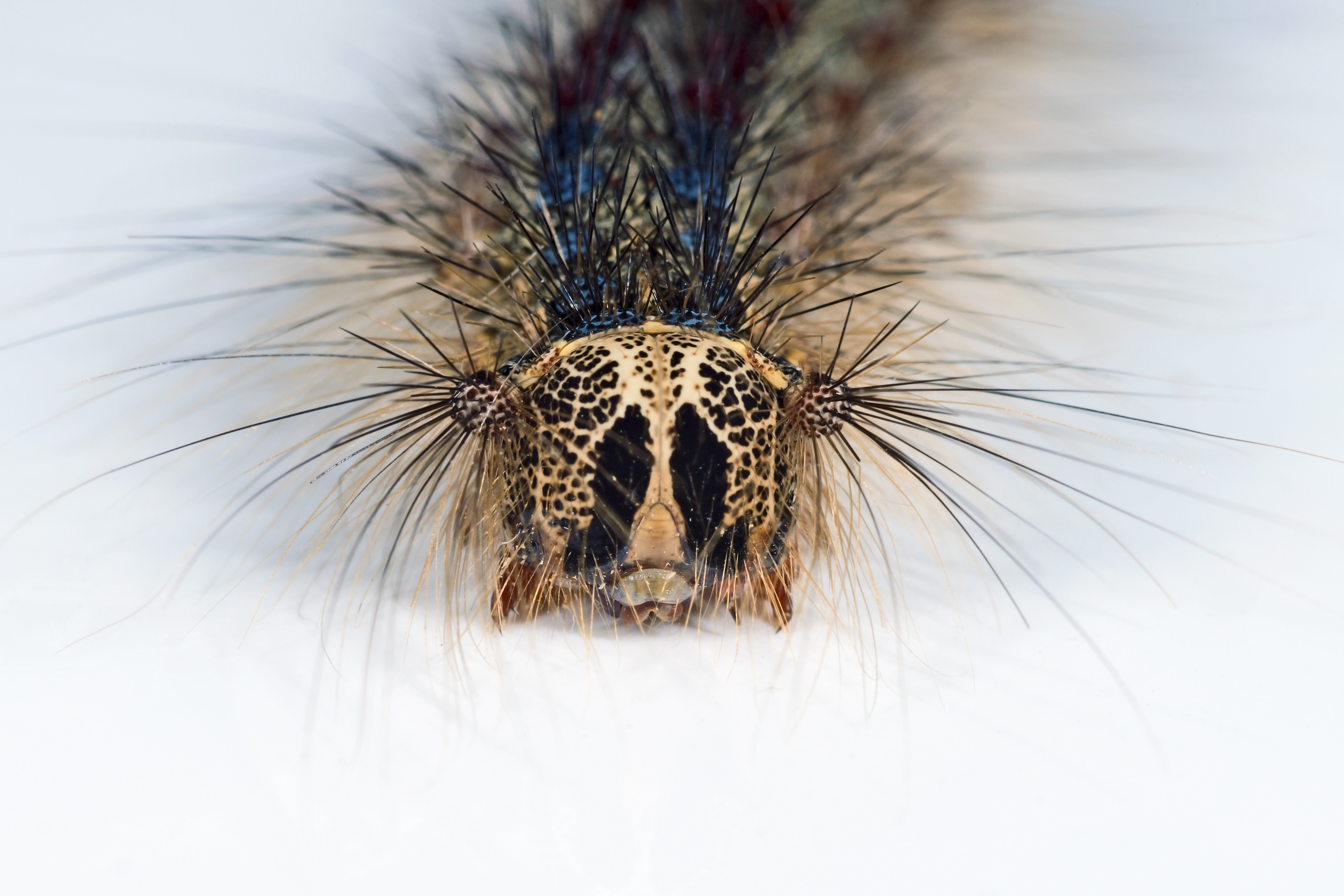 Lymantria dispar MHNT Chenille portrait.jpg