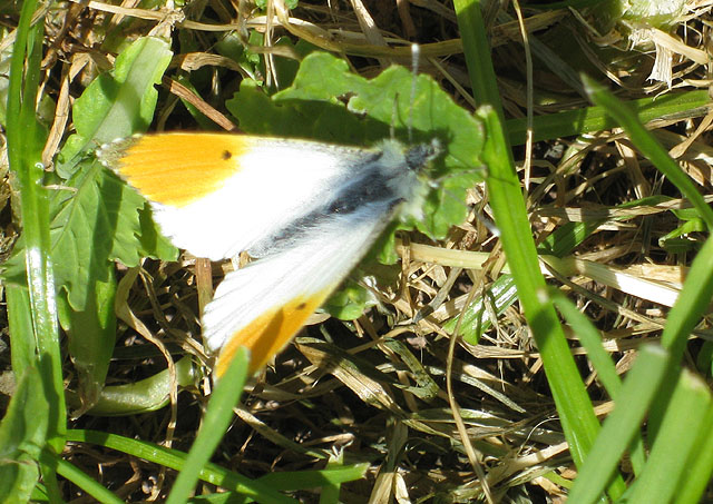 File:Male orange tip butterfly - geograph.org.uk - 1301110.jpg