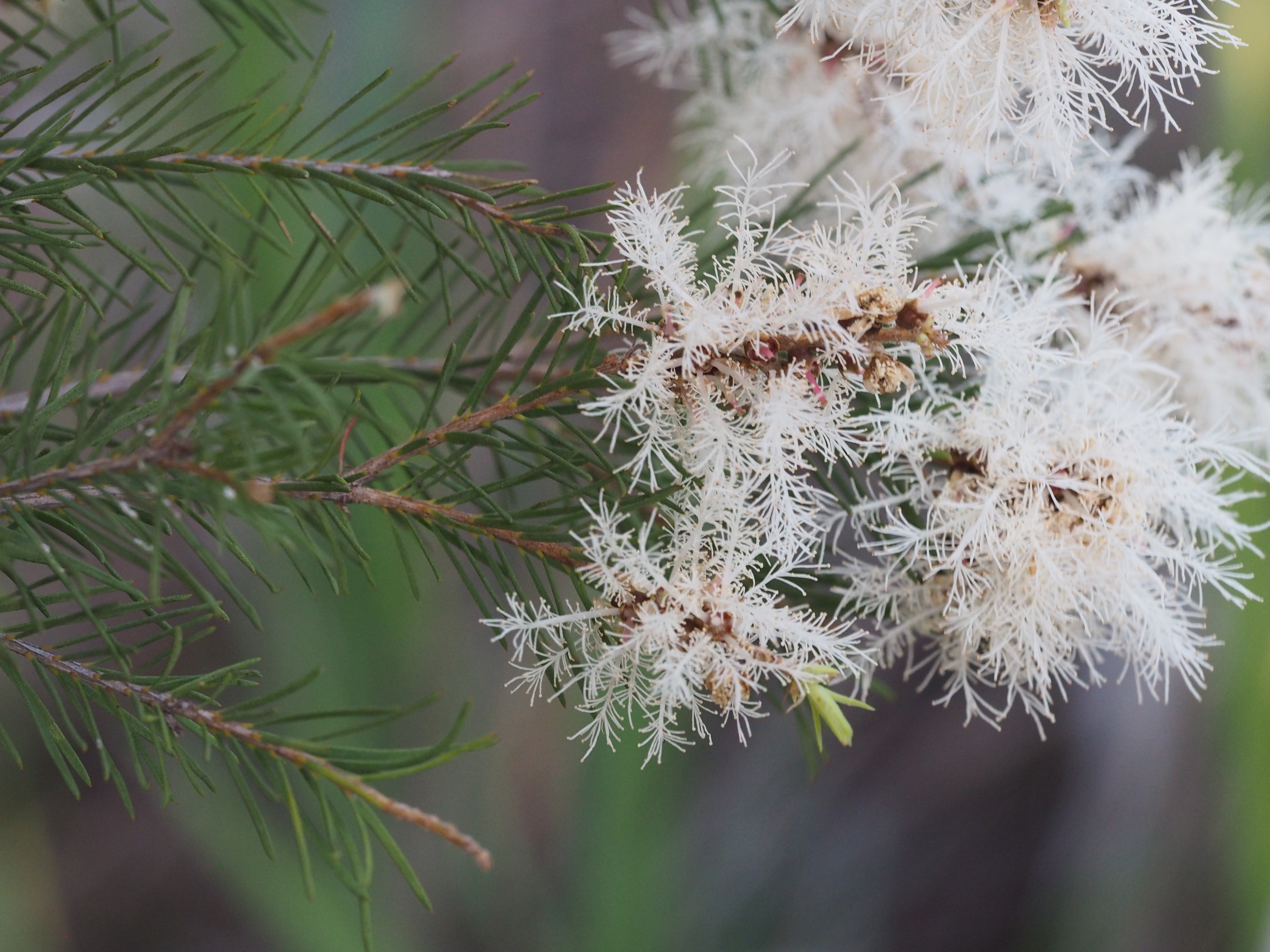 melaleuca alternifolia tea tree oil