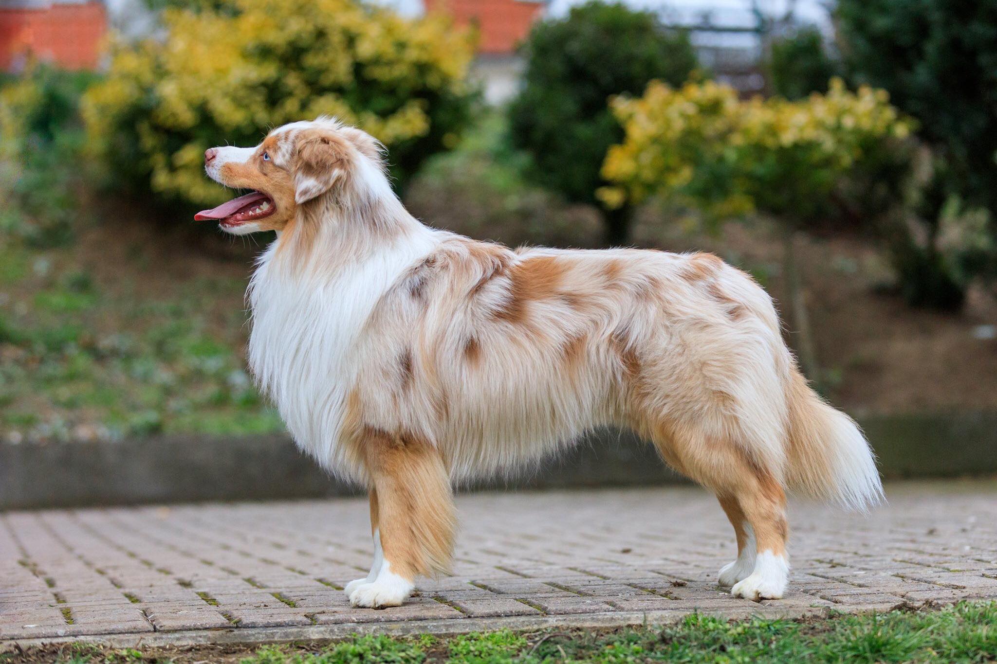 miniature american shepherd