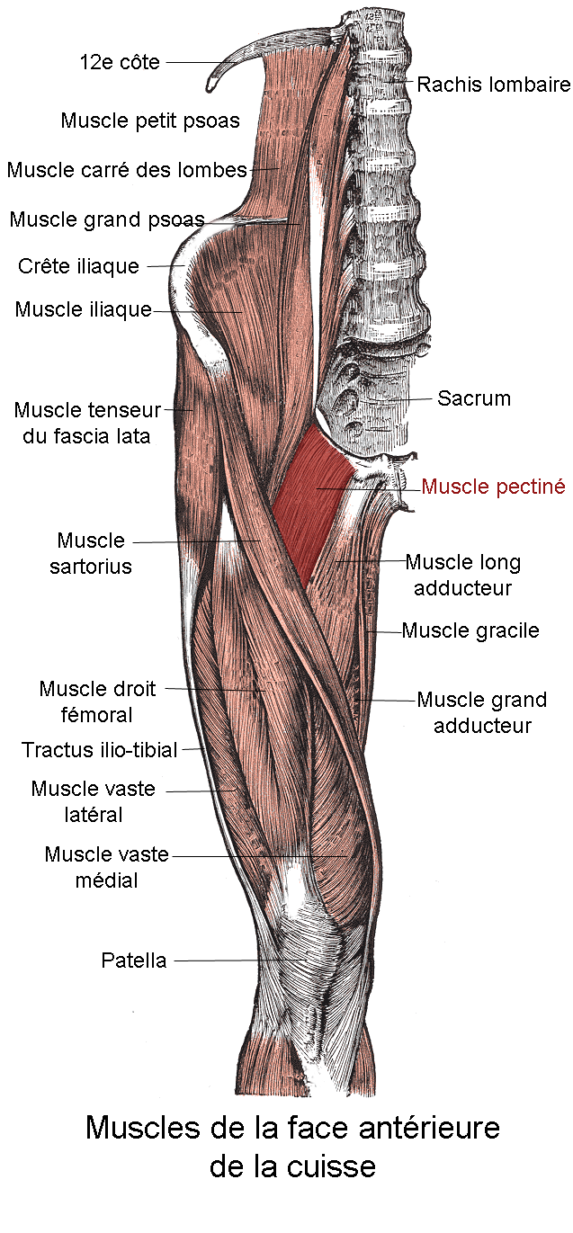 Тонкая мышца- m. gracilis