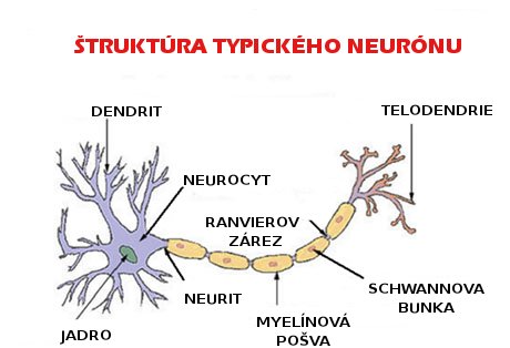 File:Neuron sk.jpg