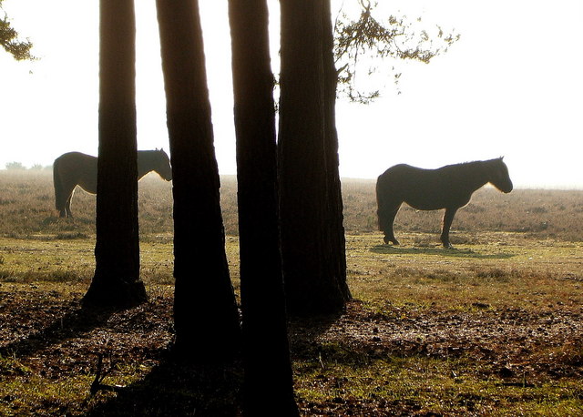 File:New Forest Ponies at Shatterford - geograph.org.uk - 649327.jpg