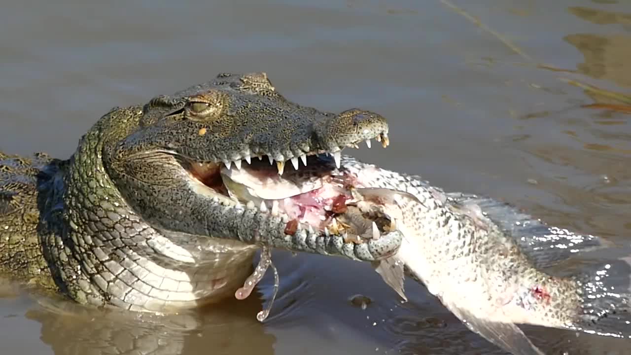 Крокодил живет в африке. Нильский крокодил. Нильский крокодил ест крокодил.