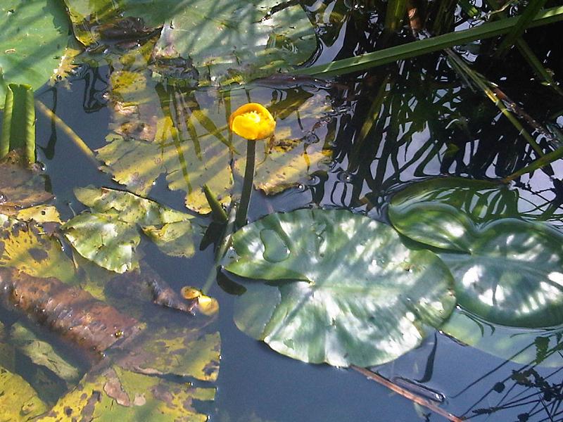 Nuphar lutea