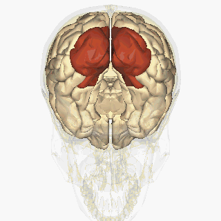 File:Occipital lobe - inferior view animation.gif