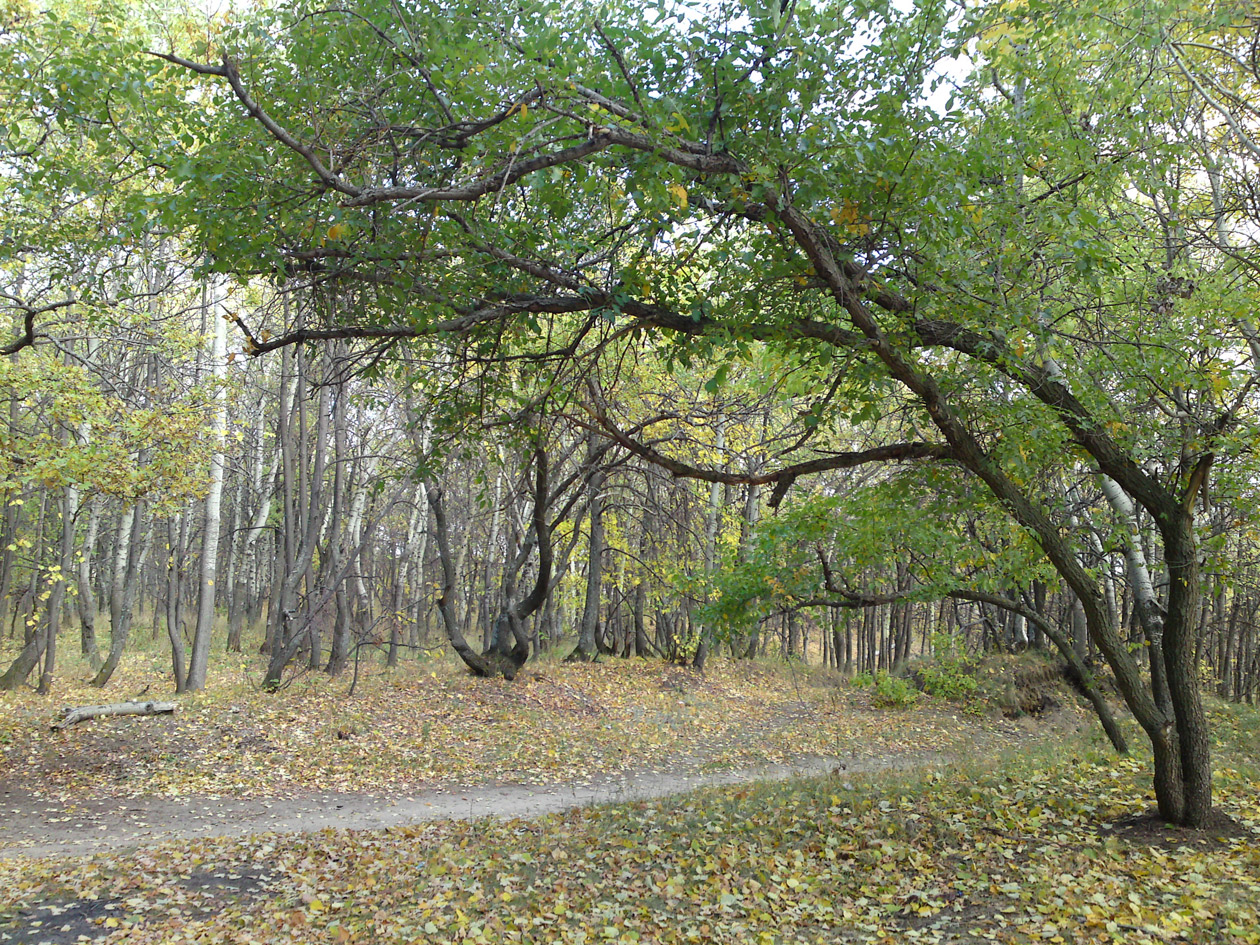 Дуб великан саратов кумысная поляна фото