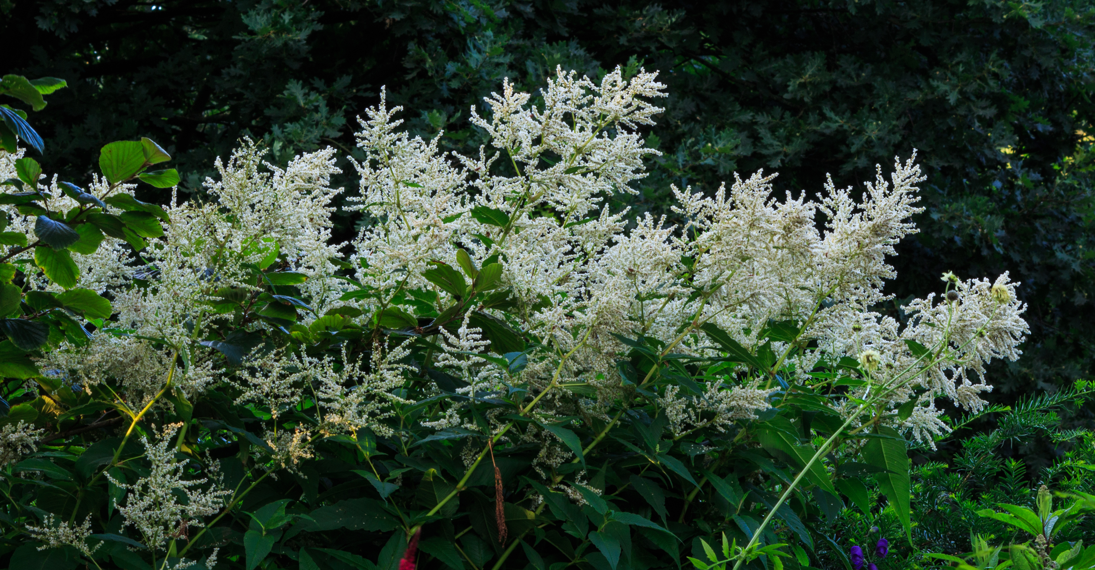 Горец изменчивый фото и описание. Persicaria polymorpha. Персикария Persicaria polymorpha. Горец изменчивый. Горец многолетник.