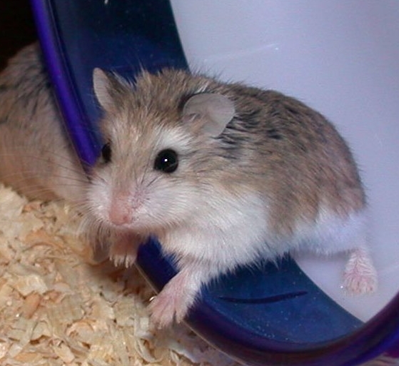 Le nid du hamster russe - Le Hamster Russe