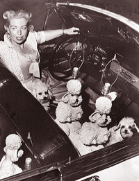 Phyllis Morris in 1953 with her pink poodle lamps and pink-dyed poodles Phyllis Morris 1953.jpg