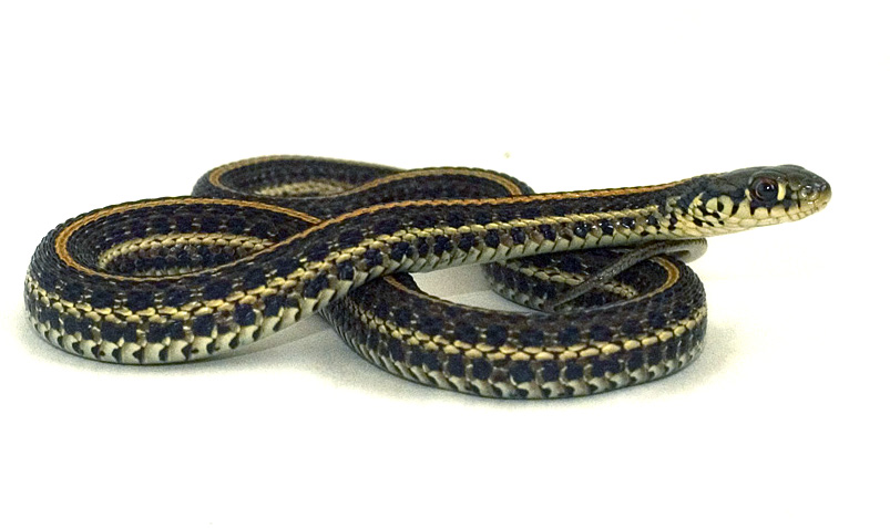Plains Garter Snake Wikipedia