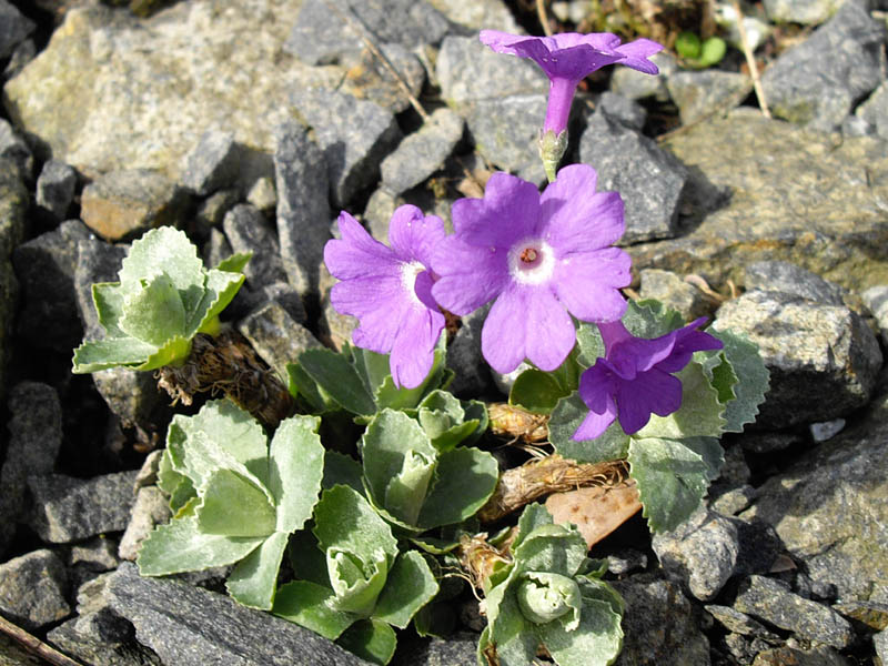 File:Primula marginata 'Pritchard Var' 1.JPG