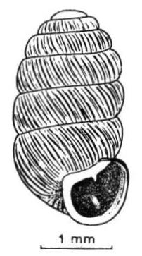 Pupilla sterrii shell.png