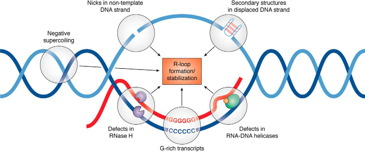 R-loop - Wikipedia