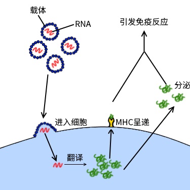 Re: [問卦] mRNA致癌是真的的八卦