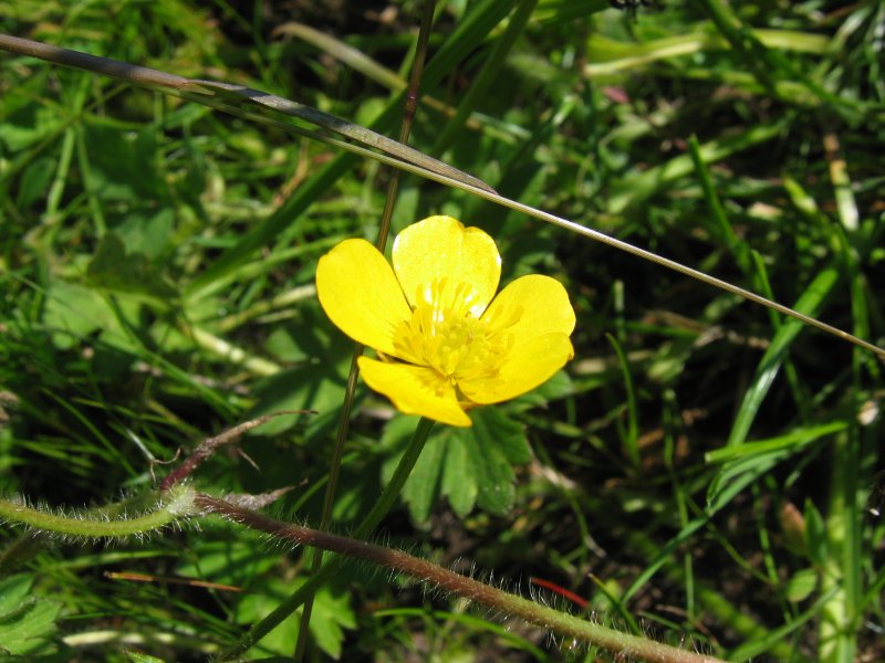 File:Ranunculus repens.jpeg