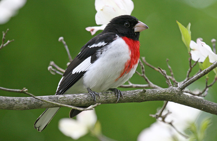 female red breasted grosbeak