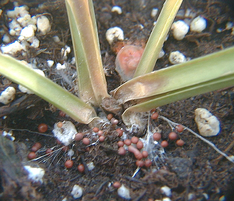 File:Sclerotium delphinii on Hosta.jpg