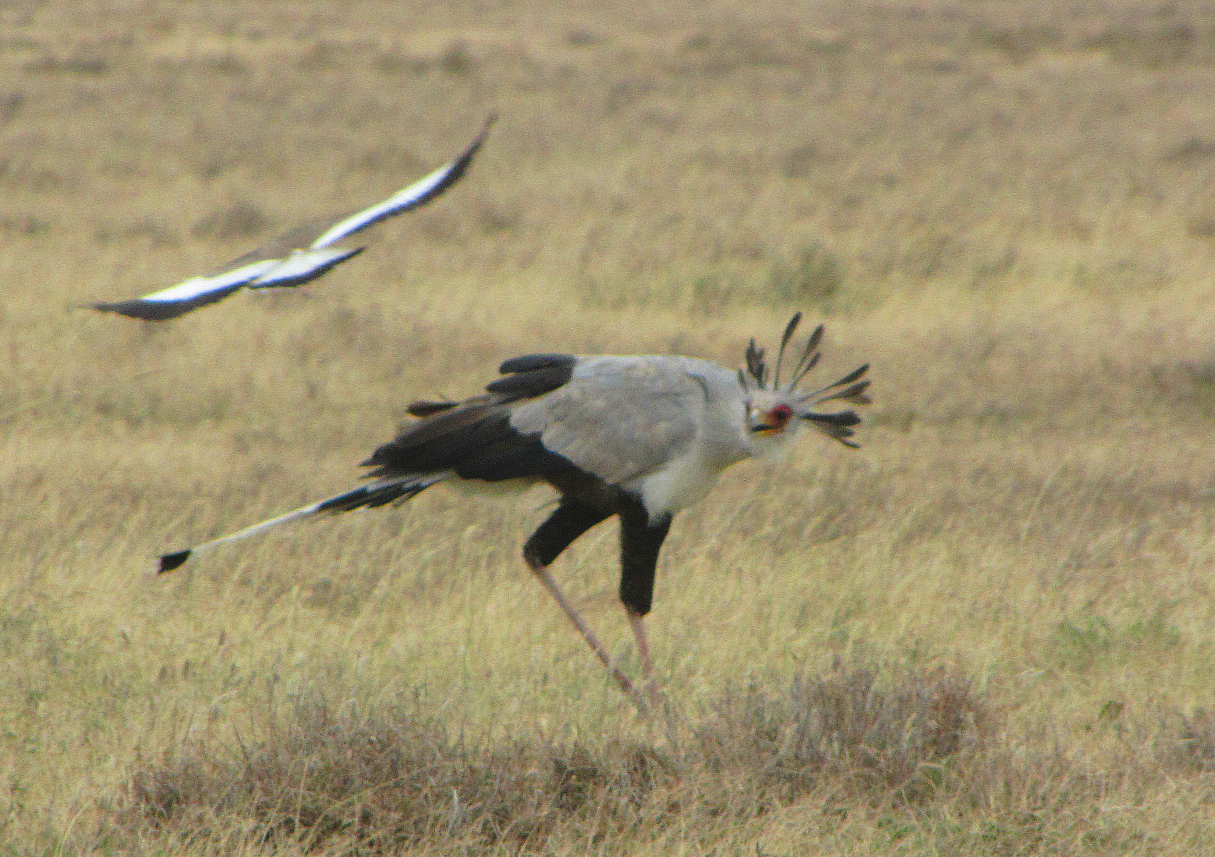 Secretarybird under attack, Serengeti.jpg