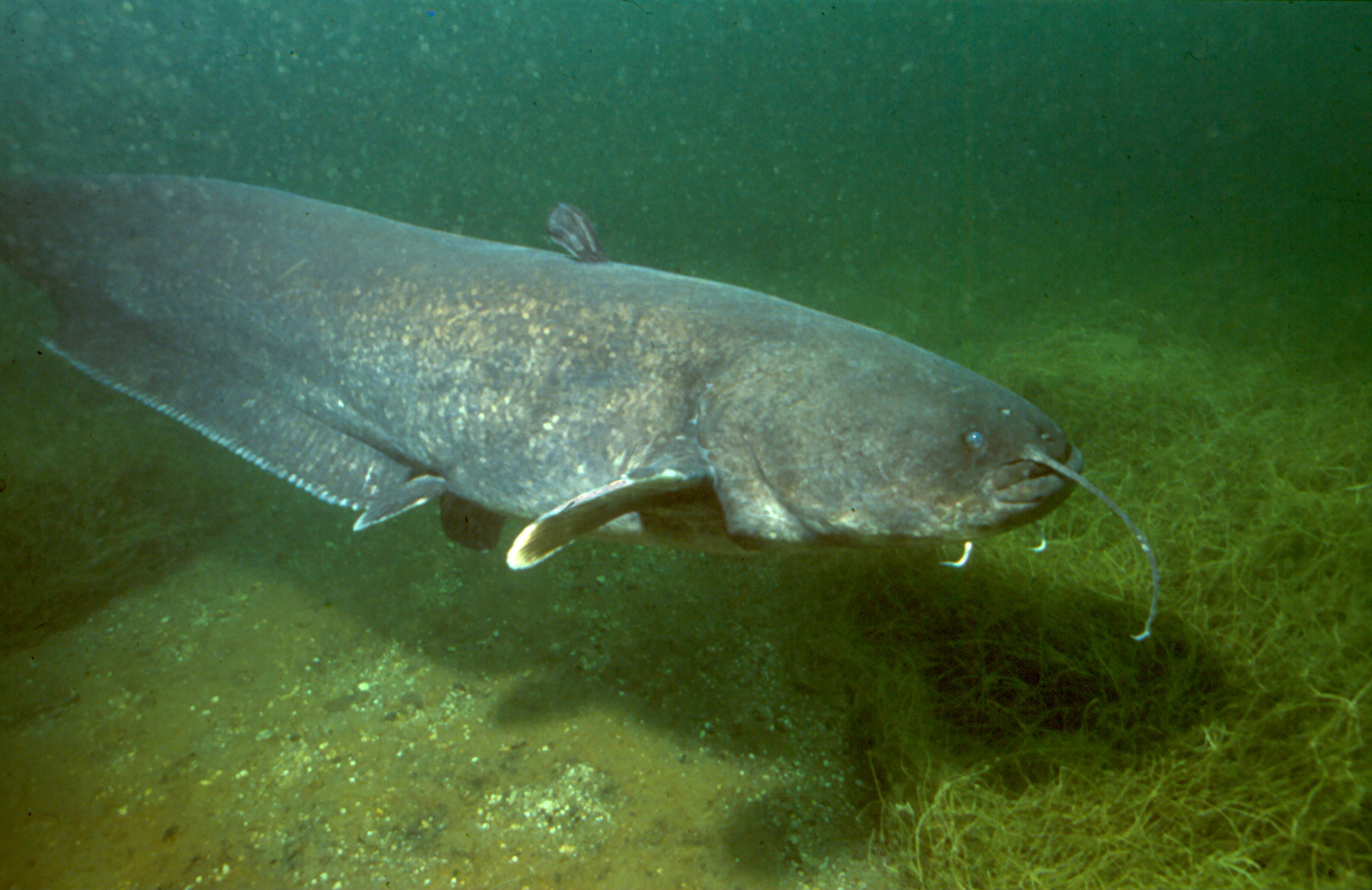 How long can a wels catfish live out of water