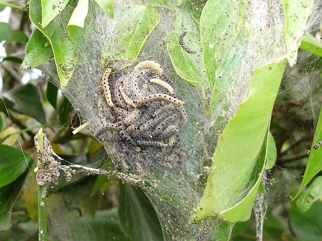 File:Small ermine moth larvae - geograph.org.uk - 178956.jpg