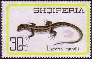 File:Stamp of Albania - 1966 - Colnect 136637 - Common Wall Lizard Podarcis muralis.jpeg