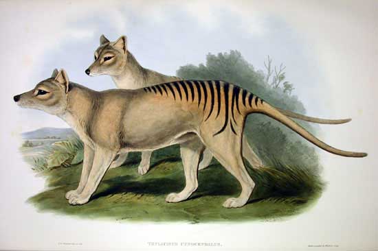 Fichier:Thylacinus cynocephalus 2 Gould.jpg