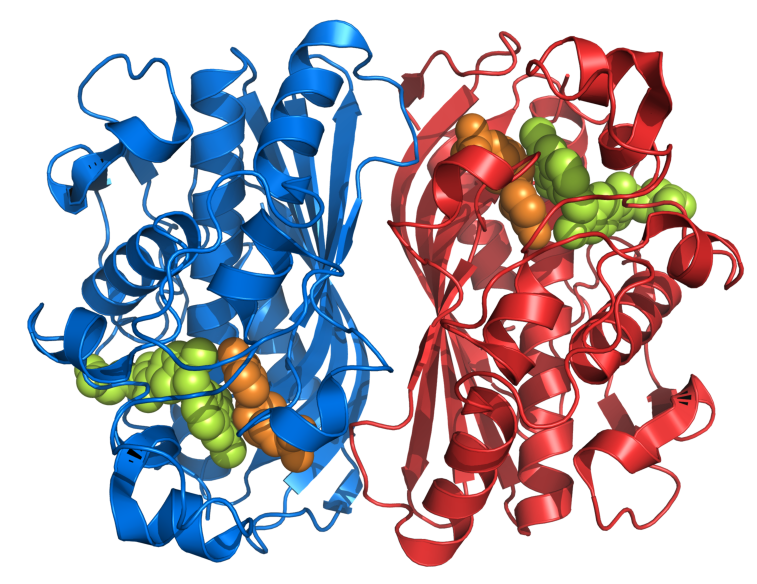 File:Thymidylate synthase 1HVY.png