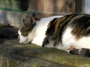 Tosca asleep in the sun on my back garden wall
