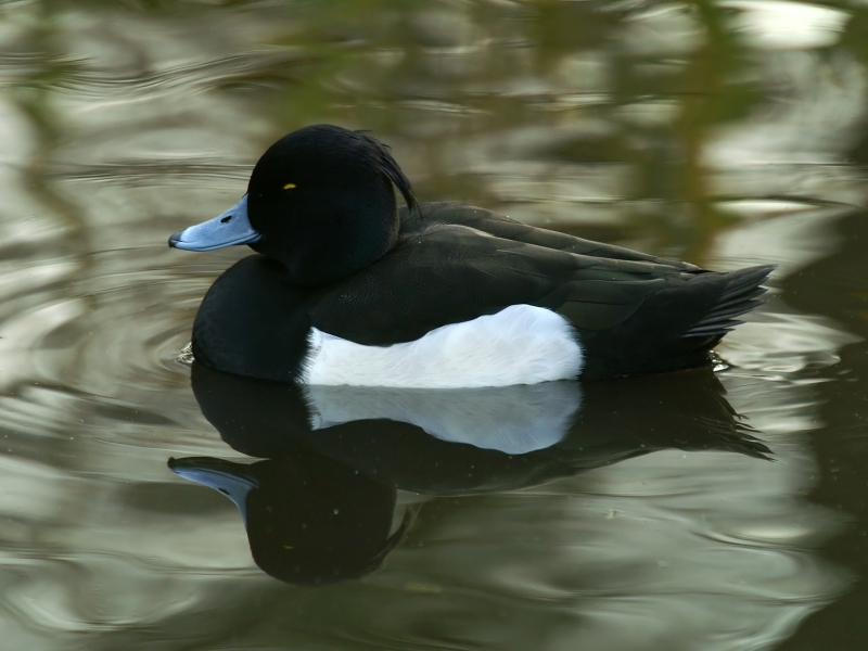 File:Tufted Duck (Aythya fuligula) (11).JPG