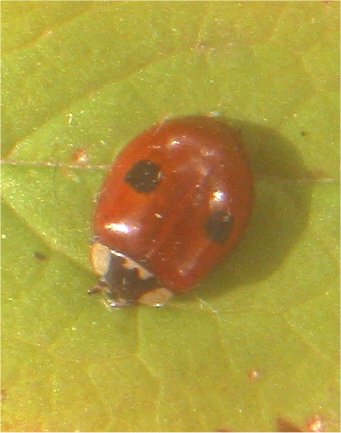 File:Tweestippelig lieveheersbeestje (Adalia bipunctata).jpg