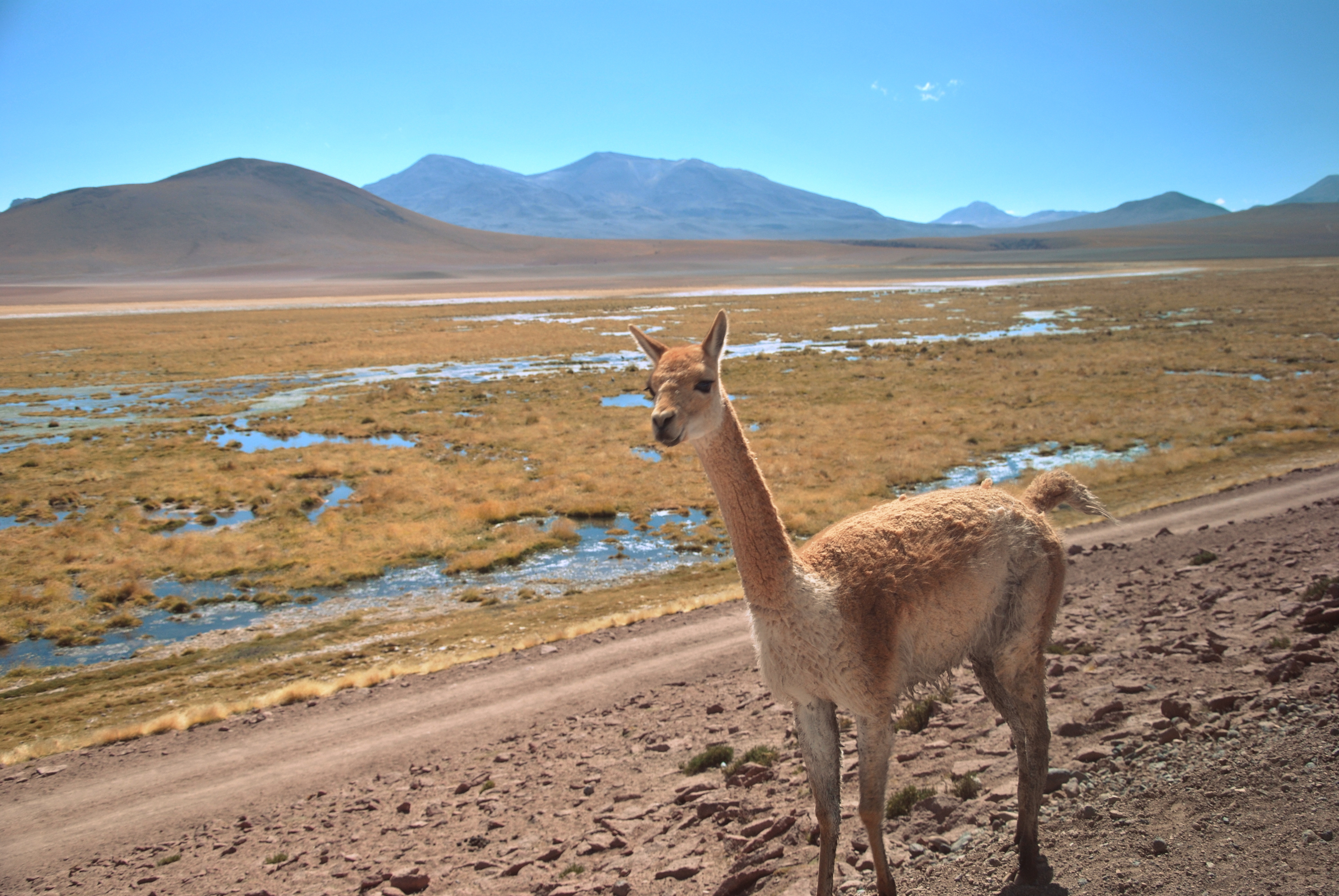 vicuna deutsch