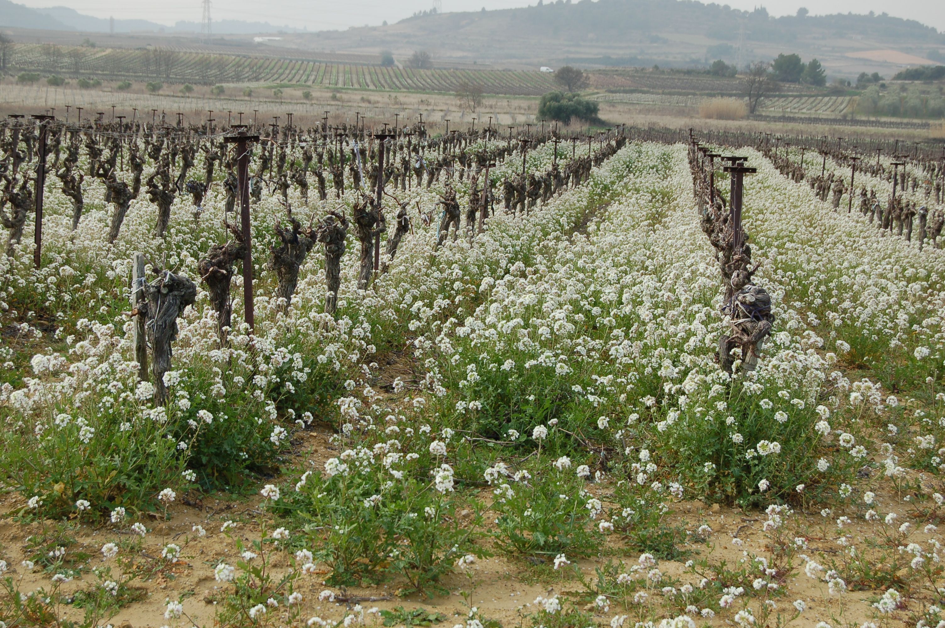 Vigne blanche de Diplotaxis erucoides 1.jpg