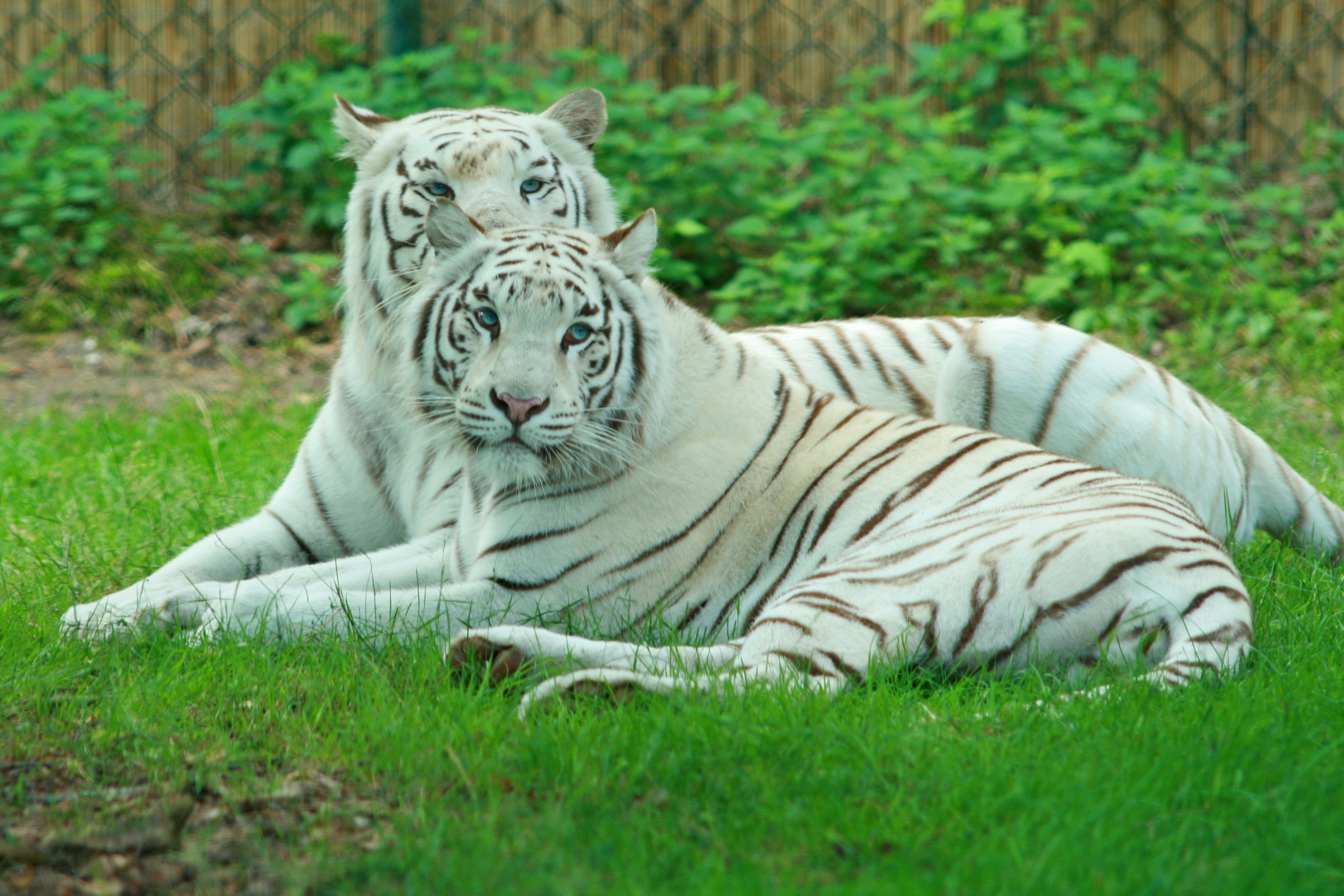White tigers stukenbrock.jpg