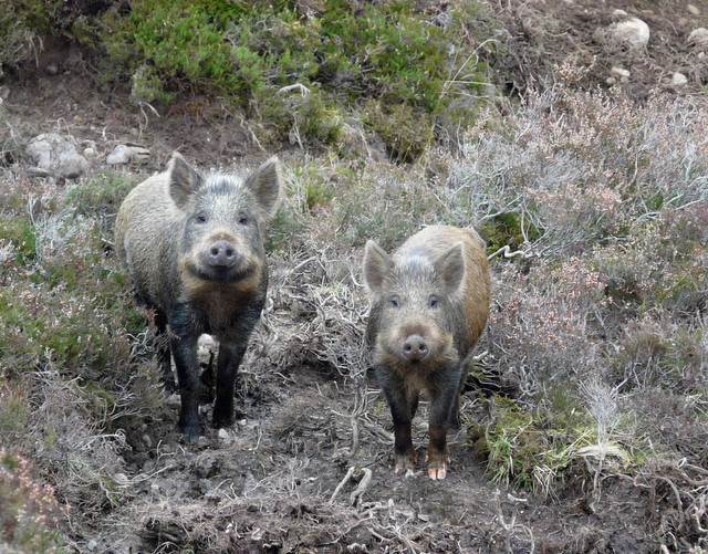 Wild Boar at Culzie - geograph.org.uk - 1017908